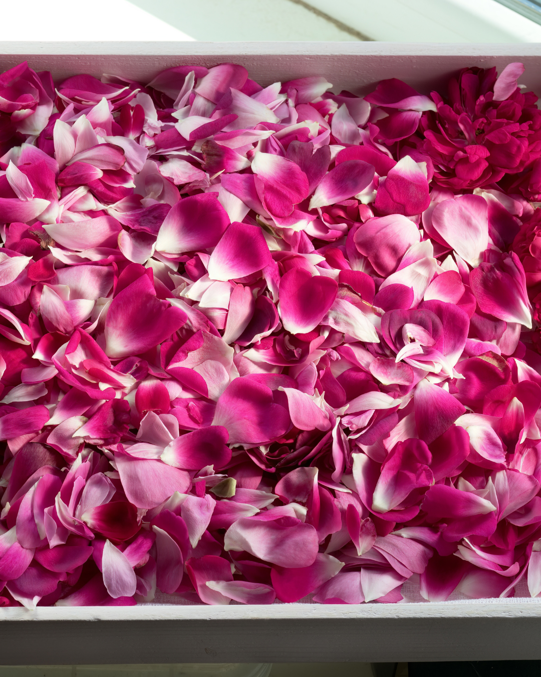 Paneer Rose