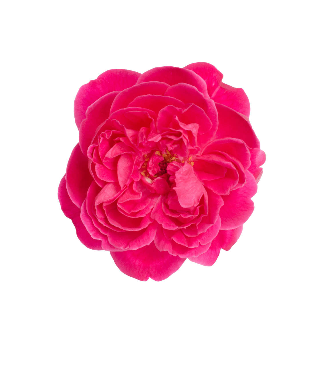 Paneer Rose