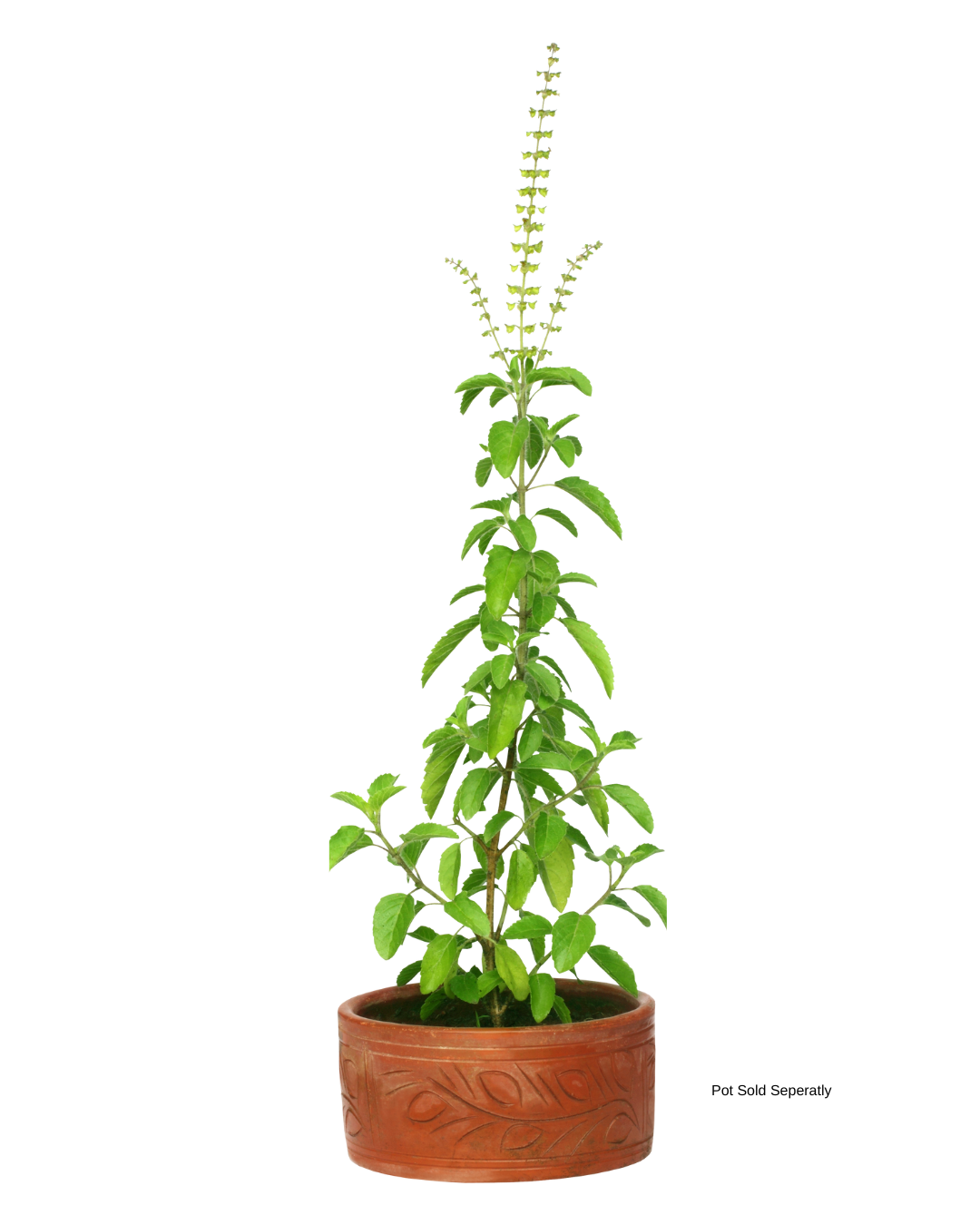tulasi plant indoor Thulasi (Holy Basil)