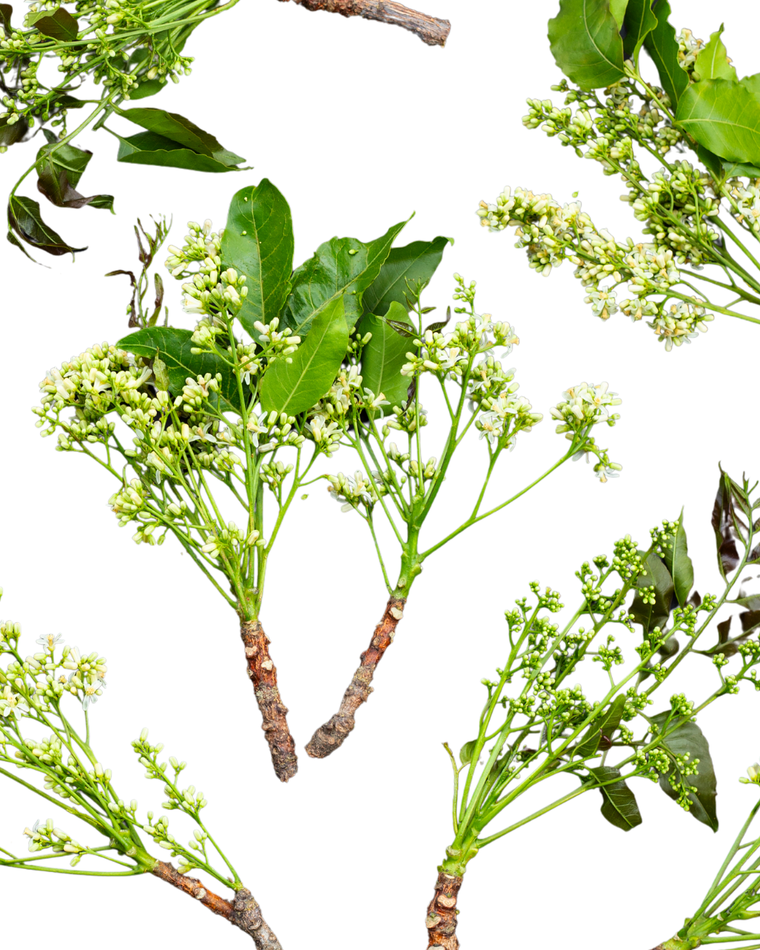 Neem Flower