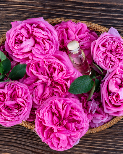 paneer rose seeds Paneer Rose
