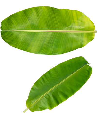 Banana Leaves