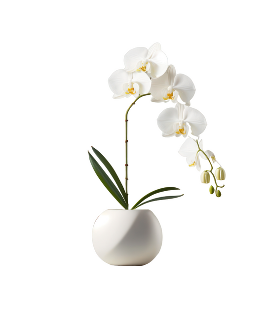Orchids