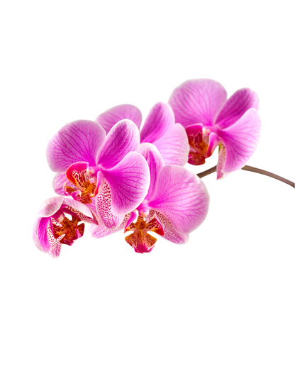 Orchids