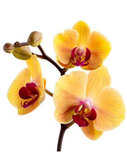 Orchids