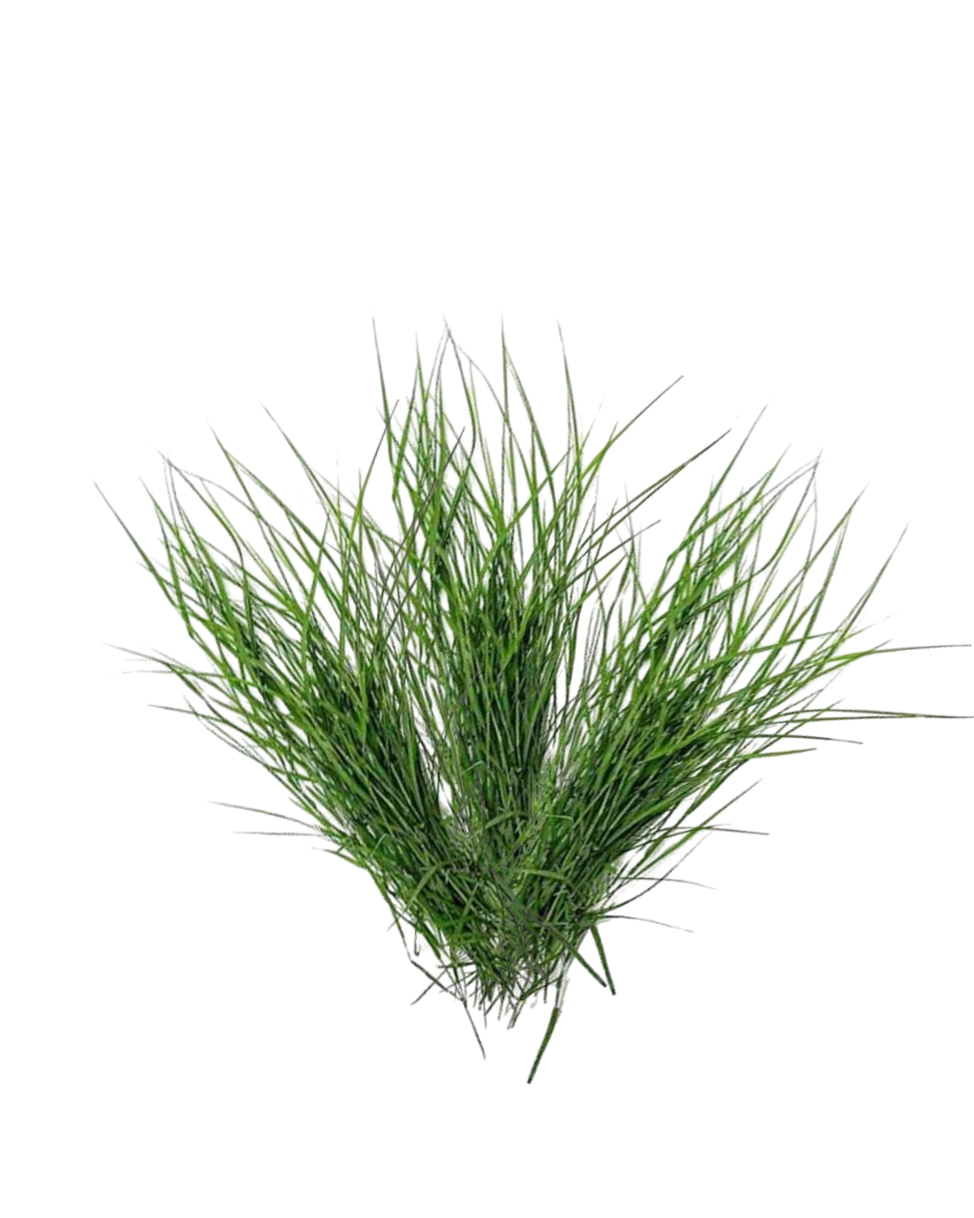 Arugampull (Durva Grass)