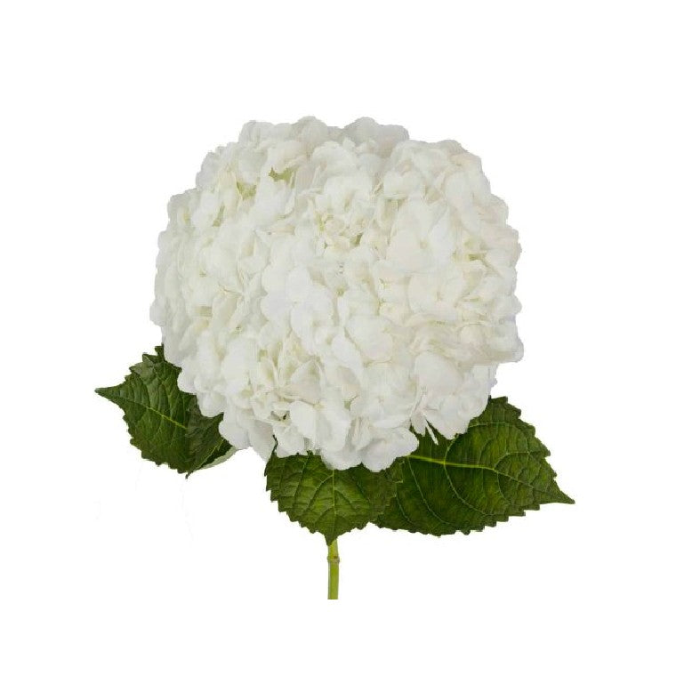 Hydrangeas – Fancy Florist