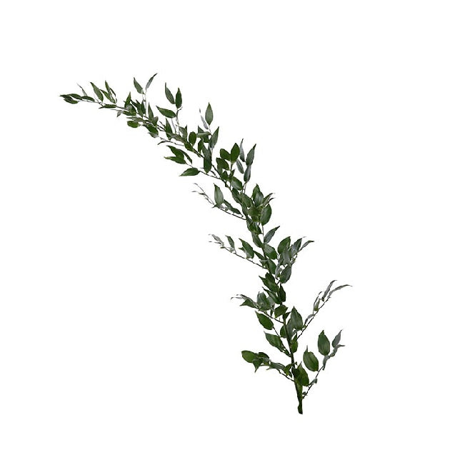 Italian Ruscus – Fancy Florist