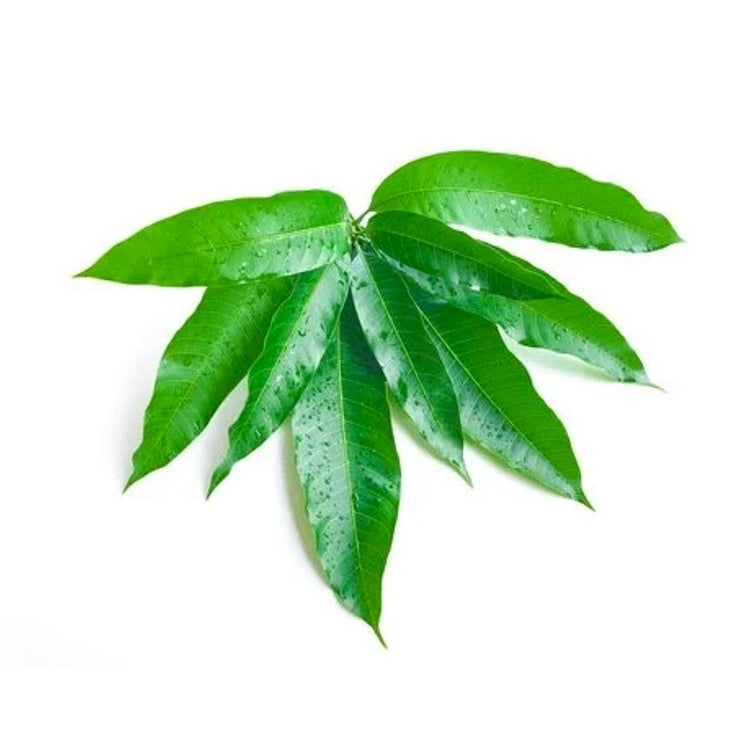 Mango Leaves