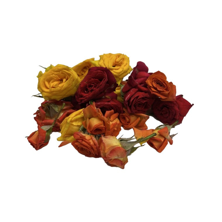 Button Up Roses Button Rose – Fancy Florist