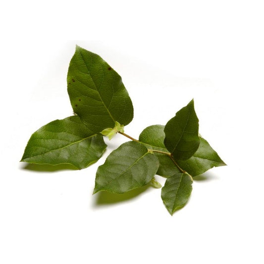 Salal